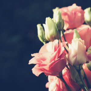 selective focus photography of pink petaled flowers